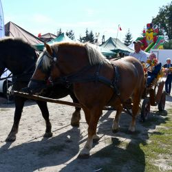 Dożynki Gminne 2024 Osiek nad Wisłą